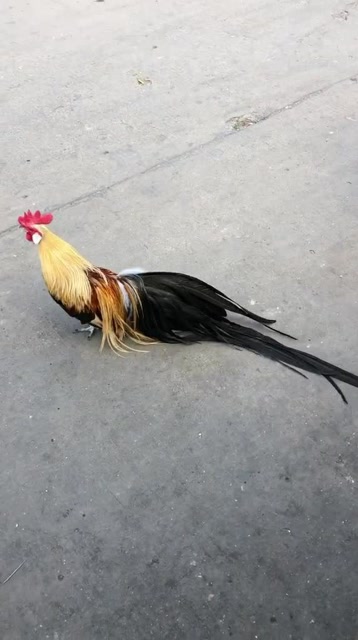 这是凤凰和鸡生的孩子,国家保护动物,从没见过这么漂亮的凤凰鸡