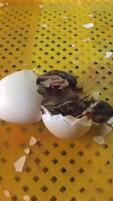 孔雀孵化个阶段照蛋图图片