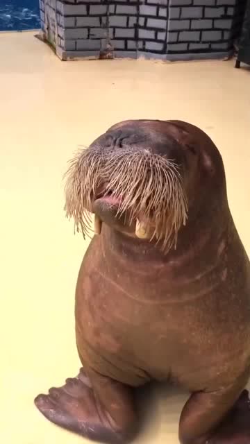 带你们了解一下动物的叫声,小海狮真的太给力了!喜欢动物吗