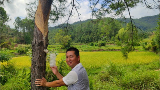 农村开始采松油了,仔细一看长得好像猪油,大叔今天采了好几桶