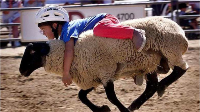 西班牙传统的"骑羊比赛",参赛者全都是儿童,网友:看着就疼!