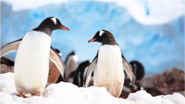 小企鹅为躲避寒冷强行挤入小企鹅团,稍大的企鹅一个动作温暖人心