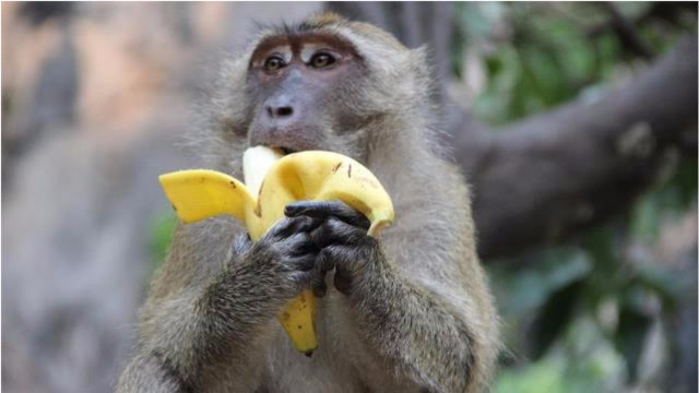 猴子真的喜欢吃香蕉?原来这么多年我们都被骗了!