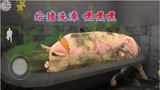 肉先生外传：准备给猪洗澡，完成二大爷的心愿！