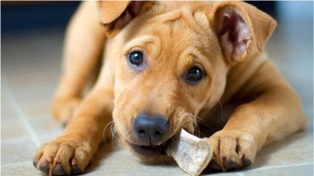 狗狗啃骨头除了填饱肚子外,还有哪些作用呢?看完涨知识了