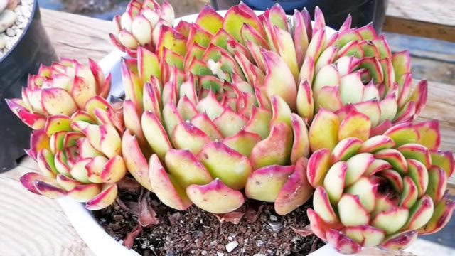 云南多肉植物欣赏保利安娜群生老桩可以和荷花比美了