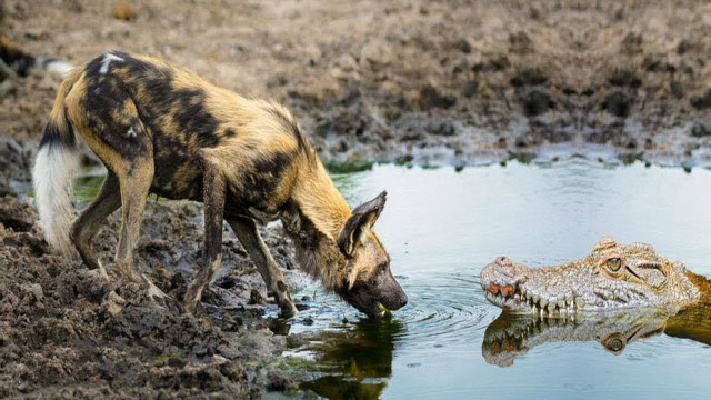 饿了5天的野狗,遇到晒太阳的鳄鱼,镜头记录惊险瞬间!