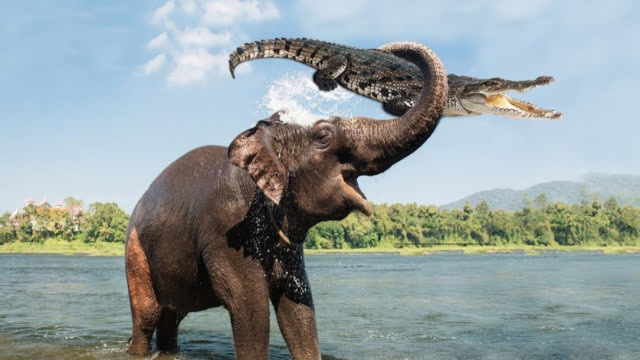 鳄鱼咬住大象鼻子,大象瞬间暴怒,且看大象如何暴揍鳄鱼!