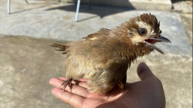 放生后的小鸟可真聪明,这是找到了免费的饭票啊,以后不愁吃喝了