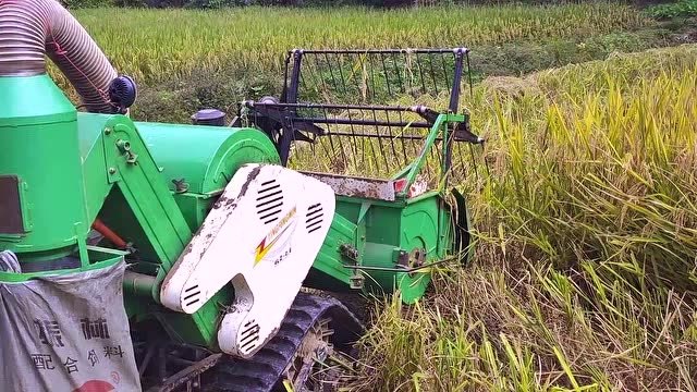 田耕地上:南方小田稻谷成熟的季节,小型收割机开始忙碌了起来