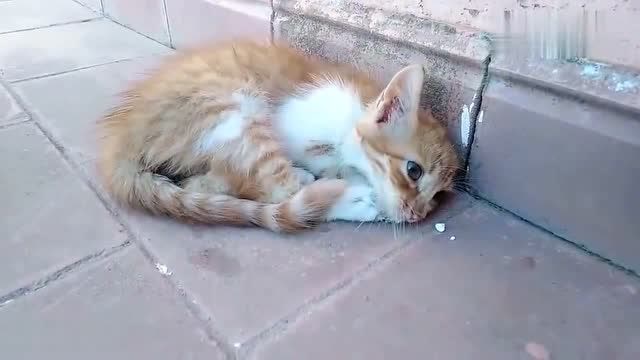 卷缩着睡在墙角的小猫,卑微的可怜,被带回家后猫咪就变样了