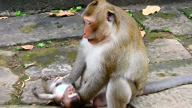 大猴子欺负小猴子,猴爸爸上去就是一巴掌