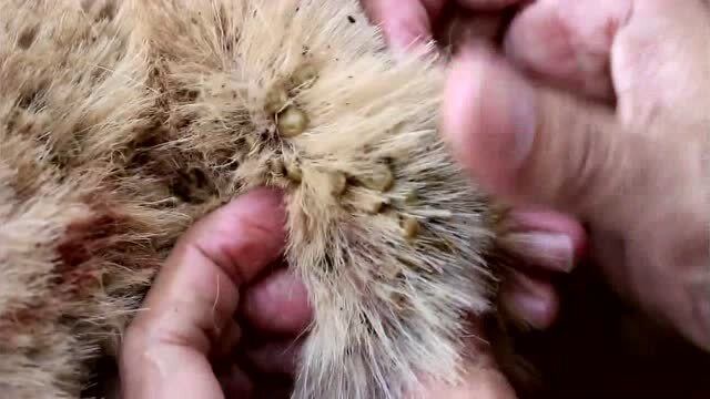 金毛狗狗被吸血蜱虫缠身,主人用梳子弄下几十只!看着非常可怕