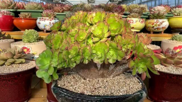 韩国精品多肉,极品朵朵缀化法师香炉盘,美到窒息