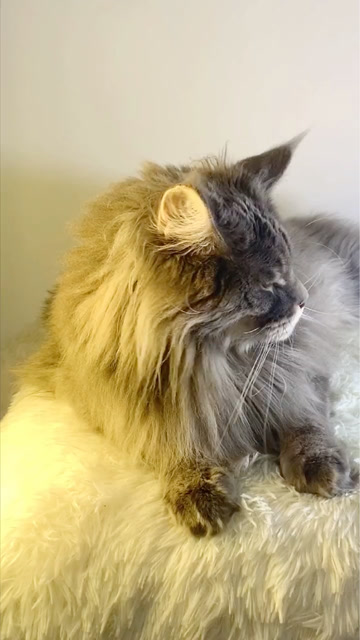 这只猫的邪笑很迷人