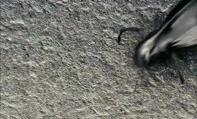 吃铁的虫子所到之处,片甲不留,就问你怕不怕