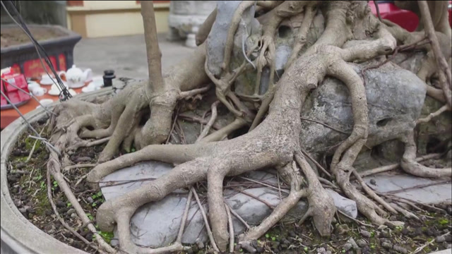 根系发达的树桩盆景,精品榕树"赏根",摆放在院子里,苍劲健茂