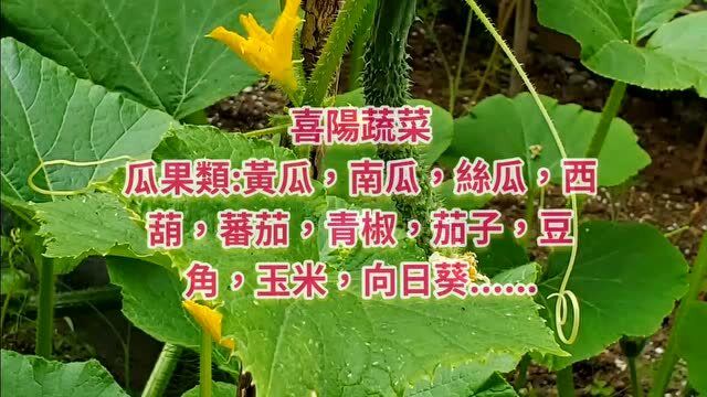 必需知道哪些蔬菜有是喜阳哪些是耐阴的品种种菜人赶紧收藏