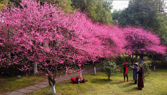 航拍琴台大道梅花带梅花开