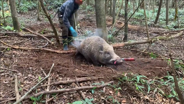 弹簧扣往鼻子上一套再凶的野猪也要服服帖帖,日本村民:你刚才不是很