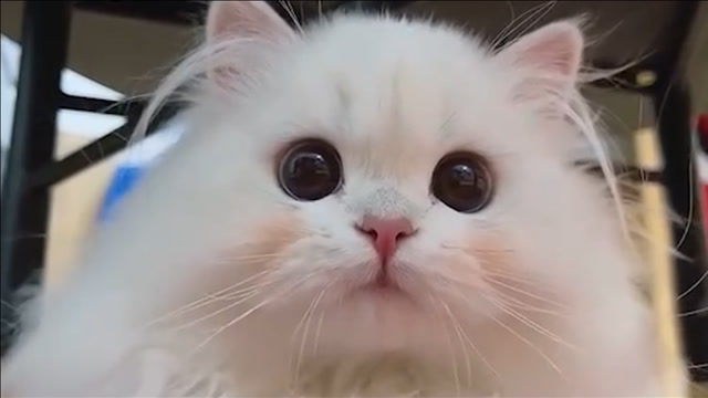 猫咪眼睛又圆又大长相清纯,网友:憨厚中透露可爱,颜值真高