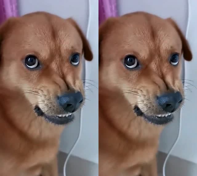 主人当着狗子面唱歌,看它这呲牙咧嘴的样,恨不得想一口咬死他