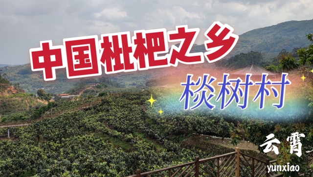 畅游中国枇杷之乡云霄棪树村,大个大个的枇杷真的是太馋人啦