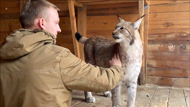 猞猁见到陌生人会发起攻击吗女主人指望它看家是不可能了