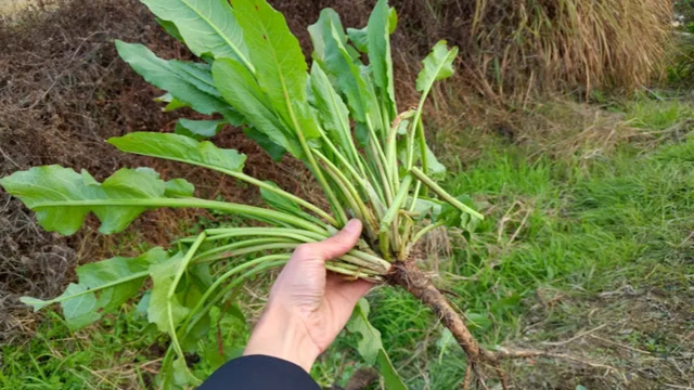 常见的野草"牛耳大黄",挖一棵给大家看看,它到底有哪些价值呢