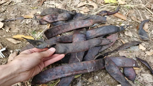 皂角米你们吃过吗?一起长长见识