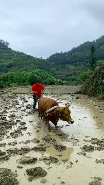 现在还有用牛耕地的吗传统的耕地一代人的回忆
