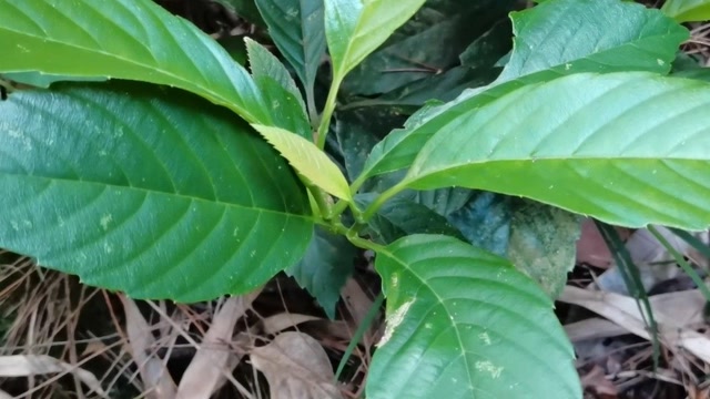 这种植物叶子长得很特别,它叫锡叶藤,是一种野生中草药,认识一下吧