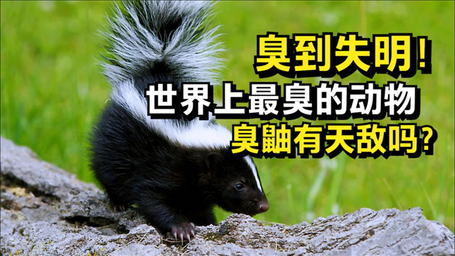 臭鼬放屁十里飘香,美洲狮看到它掉头逃跑,自然界它有天敌吗?