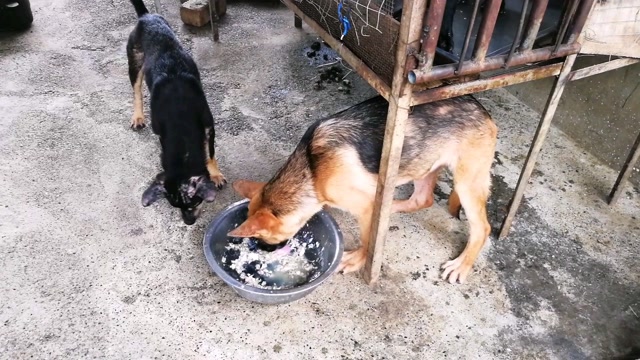 农村土狗养殖:每次喂狗都是恶狼扑食,哗啦哗啦就吃完了