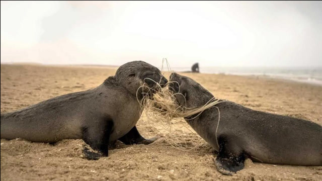 两只海豹,被缠在了同一个渔网上,太惊心动魄了