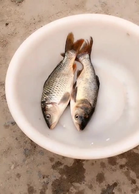 放盆里两条大鱼,接下来这一幕直接把我看傻眼,鱼是什么滋味?