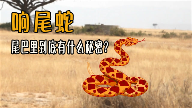 一秒100次的频率,还能坚持2小时!响尾蛇尾巴为什么能发出声音?