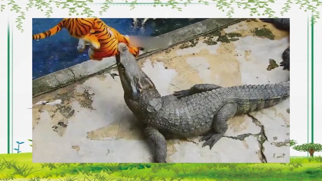 凶猛的鳄鱼撕咬老虎,本以为鳄鱼胆子很大,下一秒别笑