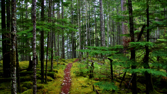 世界上最完整的温带雨林在塔斯马尼亚岛
