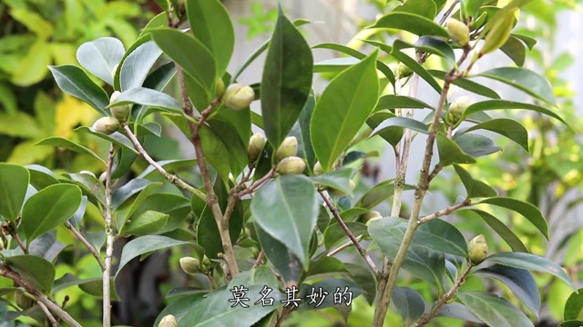 茶叶放在花盆里好吗（茶叶放到花盆里对花怎么样） 茶叶放在花盆里好吗（茶叶放到花盆里对花怎么样）《茶叶可以往花盆里倒吗》 茶叶资讯