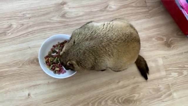 家养土拨鼠都吃啥?看到食物我有点懵