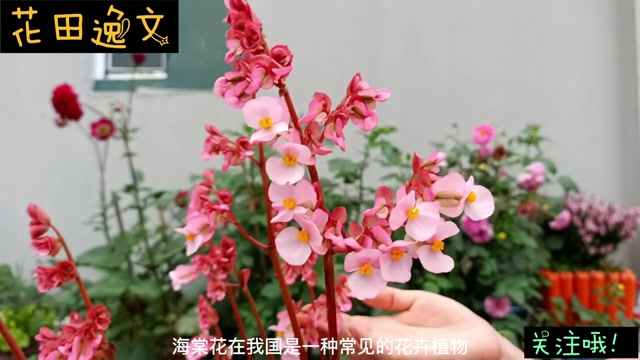 贴梗海棠花扦插方法图片