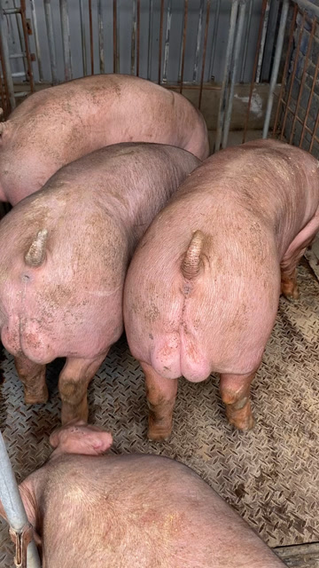 新美系100公斤大后臀杜洛克种公猪