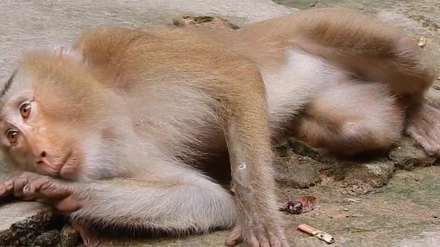 赖猴逮哪就随地倒地躺下 赖出病了