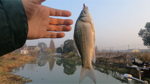 桥筏钓鲫鱼,打的隔夜窝,看看有多少鱼获吧