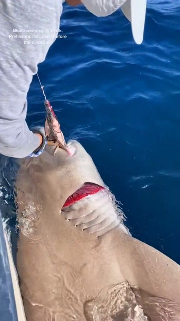 鲨鱼的叫声听上去像牛一样还以为它是哑巴