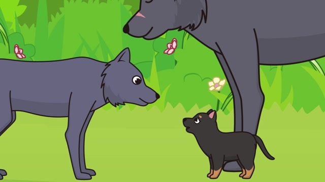 灰狼带了一只小狗来到狼群,小狗看到这么多狼吓到了