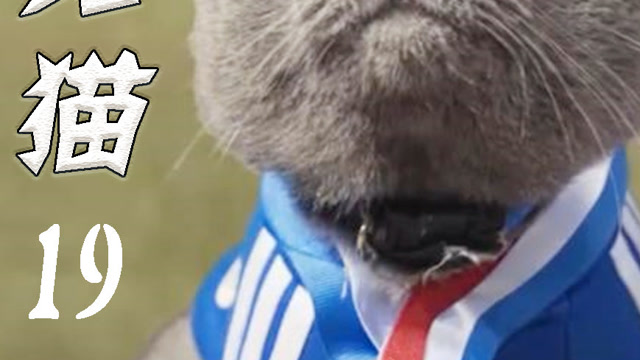 猫咪为当网红开发才艺,结果差点把家烧了,萌宠短片《迈克猫》#开年第