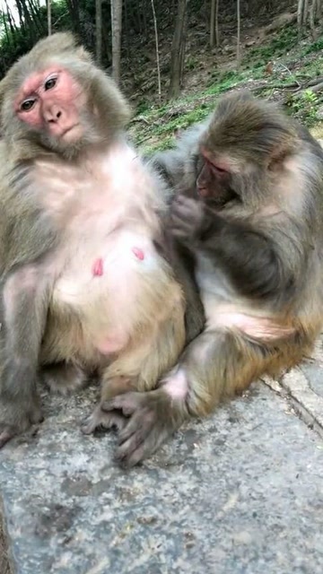 公猴帮母猴捉虱子,捉着捉着就开始不着调,画面太逗了!关注8天前