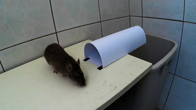一个捉老鼠成功率并不高的纸质捕鼠器